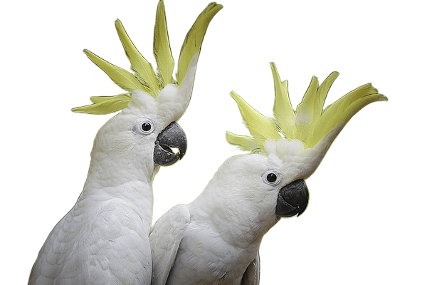 parrots